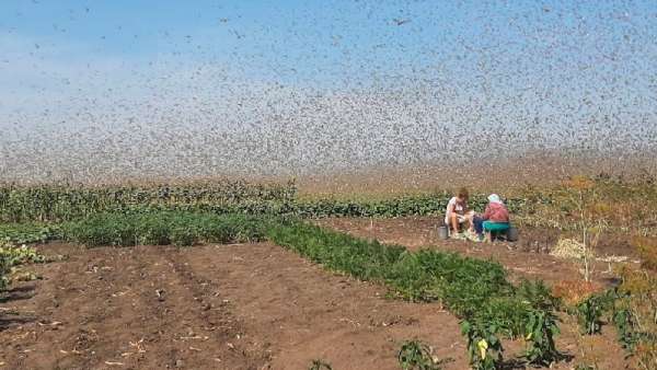 Азиатская саранча с Кубани может долететь до Крыма – эксперт