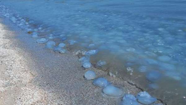 Азовское море под Керчью заполонили медузы