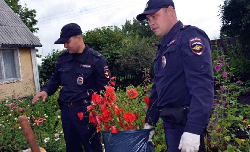 Полиция Керчи выявляет места произрастания наркосодержащих растений