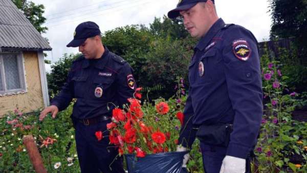 Полиция Керчи выявляет места произрастания наркосодержащих растений