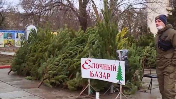 ?На ёлочных базарах Крыма можно будет купить сосны, выращенные на полуострове