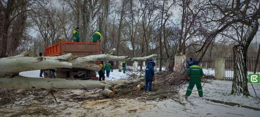 Аварийный тополь снесли во дворе на ул. Мира