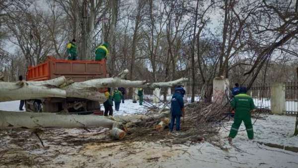 Аварийный тополь снесли во дворе на ул. Мира