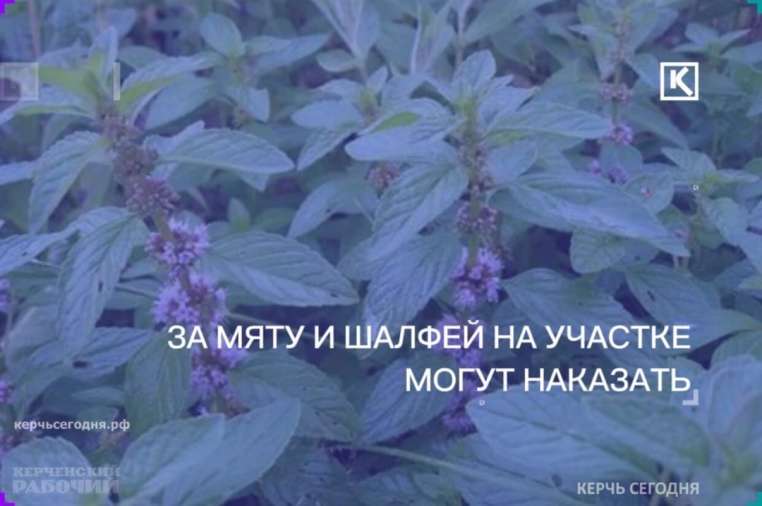  Дачникам на заметку: за выращивание мяты и шалфея можно сесть в тюрьму