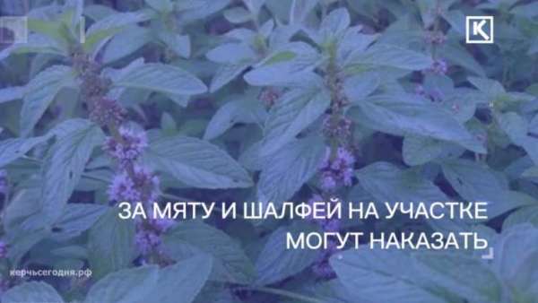  Дачникам на заметку: за выращивание мяты и шалфея можно сесть в тюрьму