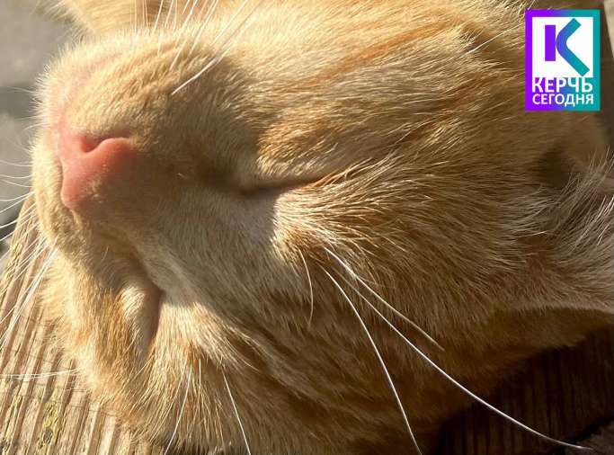 Дорогие читатели «КЕРЧЬ СЕГОДНЯ»!