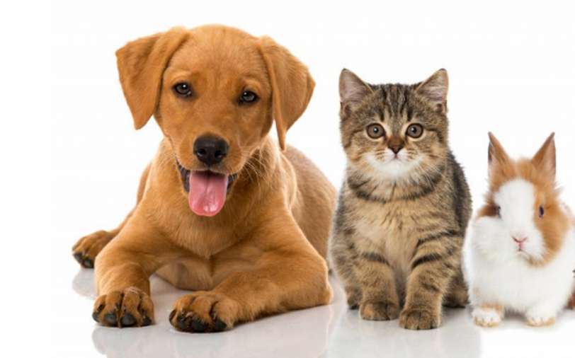 Предлагается ввести обязательную регистрацию и бесплатную стерилизацию домашних питомцев в Крыму