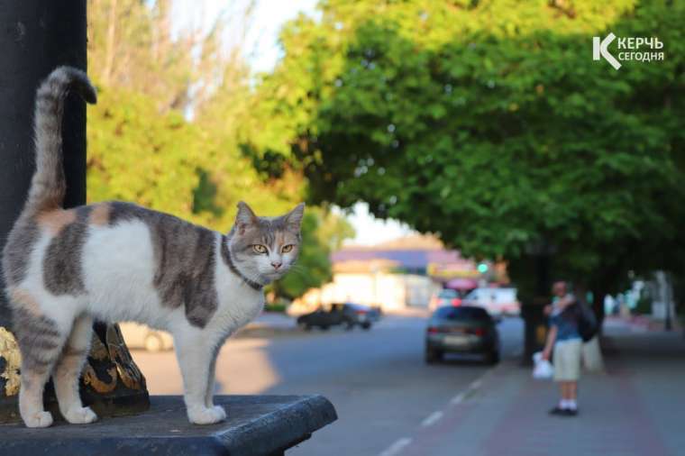 16 октября, четверг. Керчь