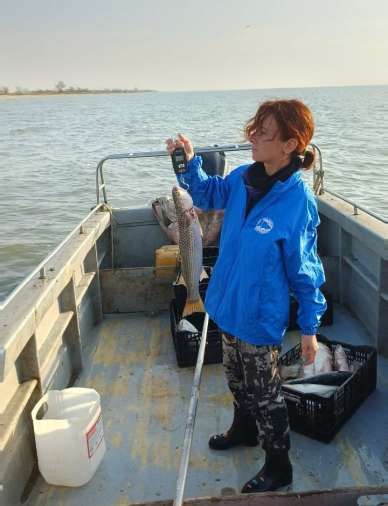 Запасы пиленгаса увеличились в Азовском море