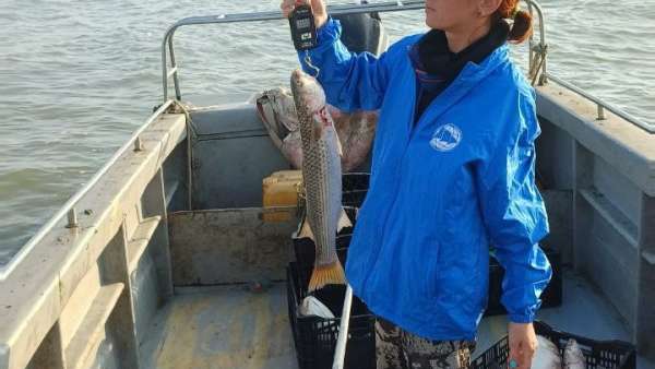 Запасы пиленгаса увеличились в Азовском море