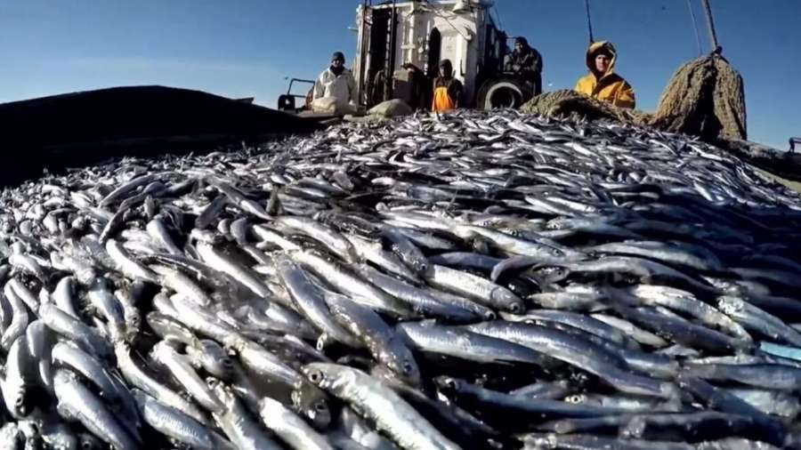 Владимир Путин поручил увеличить количество морепродуктов на внутреннем рынке