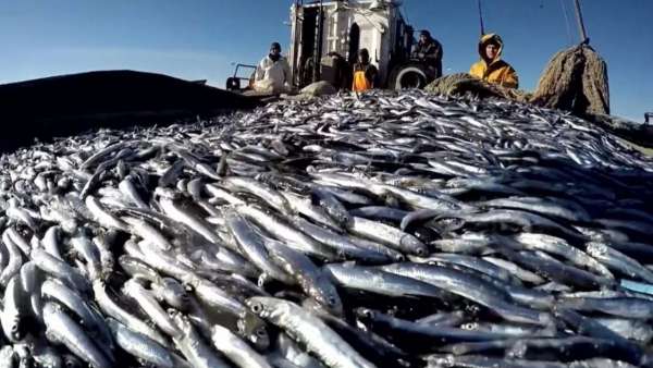 Владимир Путин поручил увеличить количество морепродуктов на внутреннем рынке