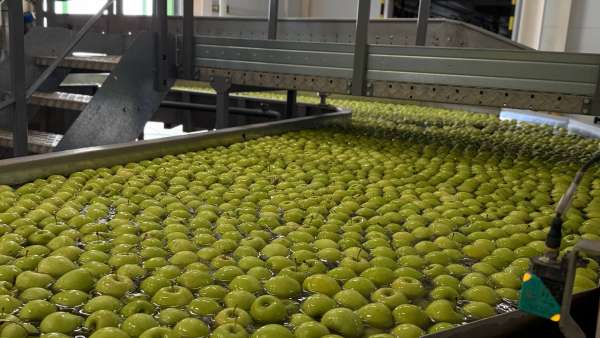 В Крыму собрано свыше 25 тысяч тонн яблок, груш и айвы