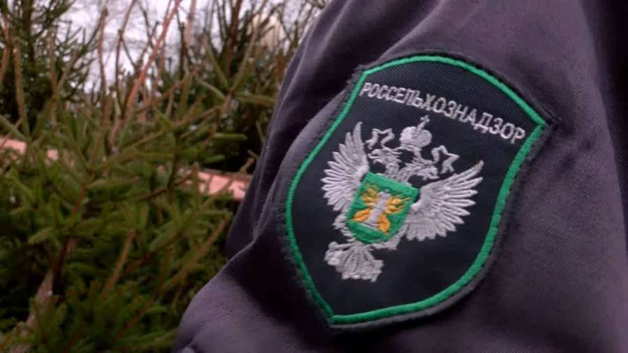 Более 4 тысяч новогодних ёлок завезли в Крым