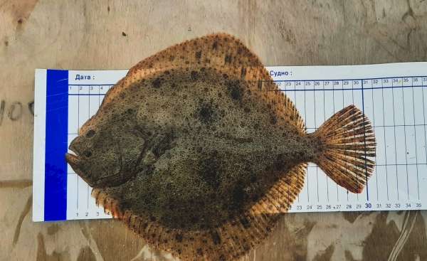 Учёные проводят зимний учёт запасов рыбы в Азовском море