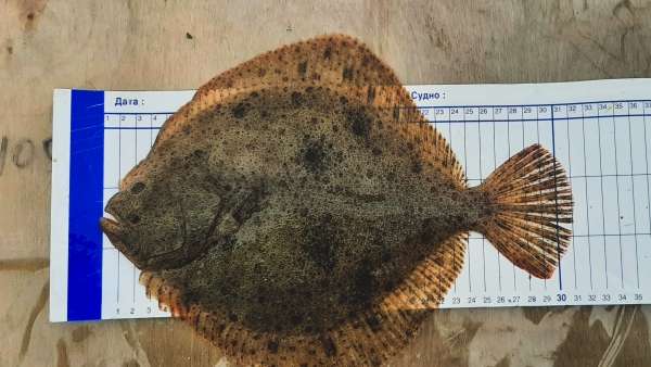 Учёные проводят зимний учёт запасов рыбы в Азовском море